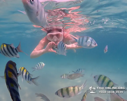 Underwater Odyssey snorkeling tour from Pattaya Thailand photo 82