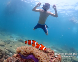 Pattaya snorkeling tour Underwater Odyssey in Thailand - photo 12