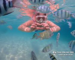 Pattaya snorkeling tour Underwater Odyssey in Thailand - photo 100