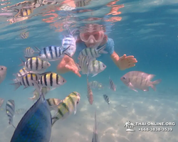 Underwater Odyssey snorkeling tour from Pattaya Thailand photo 92