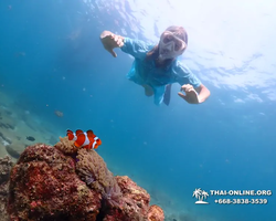 Pattaya snorkeling tour Underwater Odyssey in Thailand - photo 11