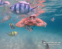 Pattaya snorkeling tour Underwater Odyssey in Thailand - photo 122