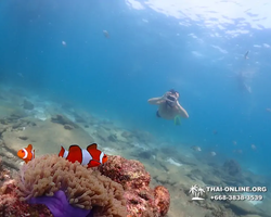 Underwater Odyssey snorkeling tour from Pattaya Thailand photo 68