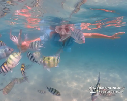 Pattaya snorkeling tour Underwater Odyssey in Thailand - photo 131
