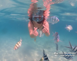 Pattaya snorkeling tour Underwater Odyssey in Thailand - photo 161