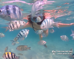 Pattaya snorkeling tour Underwater Odyssey in Thailand - photo 24