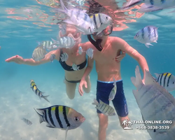 Pattaya snorkeling tour Underwater Odyssey in Thailand - photo 28