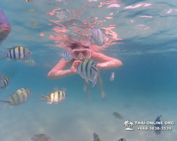 Pattaya snorkeling tour Underwater Odyssey in Thailand - photo 158
