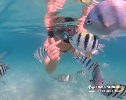 Pattaya snorkeling tour Underwater Odyssey in Thailand - photo 141