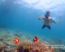 Pattaya snorkeling tour Underwater Odyssey in Thailand - photo 109