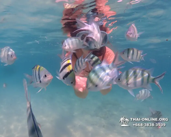 Pattaya snorkeling tour Underwater Odyssey in Thailand - photo 126