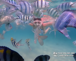 Pattaya snorkeling tour Underwater Odyssey in Thailand - photo 3