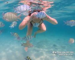 Pattaya snorkeling tour Underwater Odyssey in Thailand - photo 104