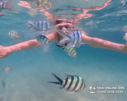 Pattaya snorkeling tour Underwater Odyssey in Thailand - photo 147