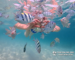 Underwater Odyssey snorkeling tour from Pattaya Thailand photo 51