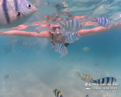 Pattaya snorkeling tour Underwater Odyssey in Thailand - photo 127