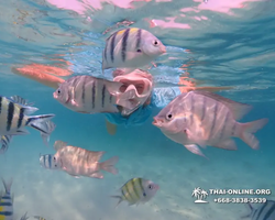 Underwater Odyssey snorkeling tour from Pattaya Thailand photo 59