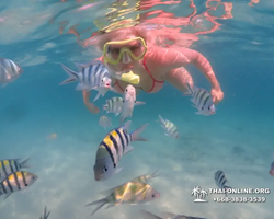 Pattaya snorkeling tour Underwater Odyssey in Thailand - photo 150