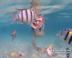Pattaya snorkeling tour Underwater Odyssey in Thailand - photo 160