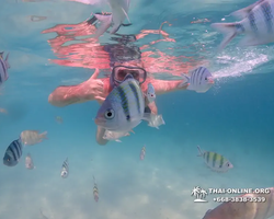 Pattaya snorkeling tour Underwater Odyssey in Thailand - photo 125