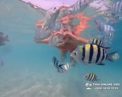 Pattaya snorkeling tour Underwater Odyssey in Thailand - photo 157