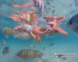 Underwater Odyssey snorkeling tour from Pattaya Thailand photo 41