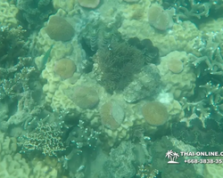 Princess Island of Samaesan Thailand Pattaya - tour photo 38