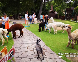 Land of Kings and Alpaca Park excursion Pattaya Thailand - photo 172