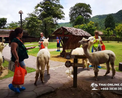 Land of Kings and Alpaca Park excursion Pattaya Thailand - photo 218