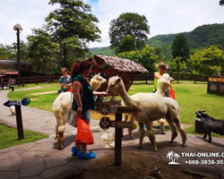 Land of Kings and Alpaca Park excursion Pattaya Thailand - photo 193