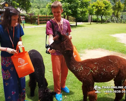 Land of Kings and Alpaca Park excursion Pattaya Thailand - photo 182