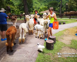 Land of Kings and Alpaca Park excursion Pattaya Thailand - photo 184