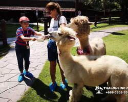 Land of Kings and Alpaca Park excursion Pattaya Thailand - photo 206