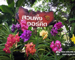 Land of Kings and Alpaca Park excursion Pattaya Thailand - photo 168