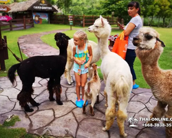 Land of Kings and Alpaca Park excursion Pattaya Thailand - photo 22