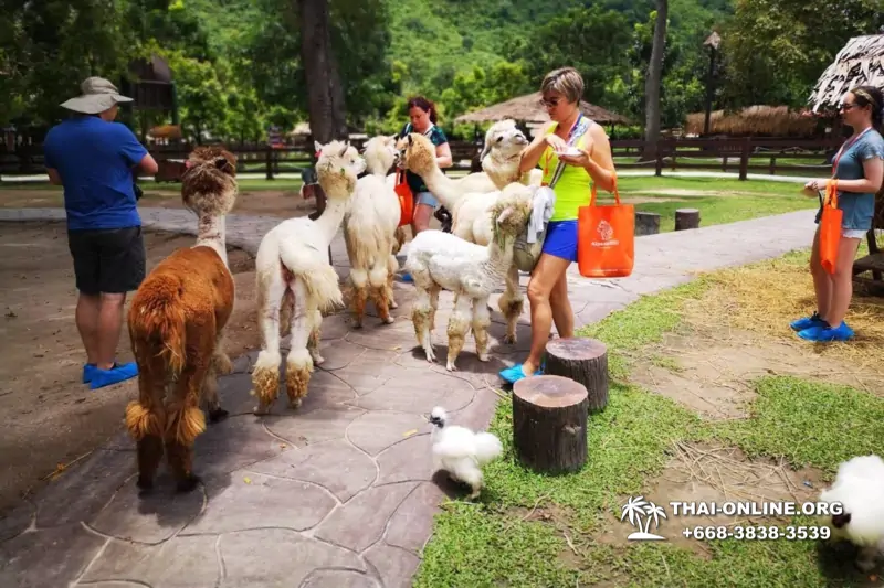 Alpaca Park and Land of the Kings guided tour from Pattaya to Ratchaburi Thailand - photo 29