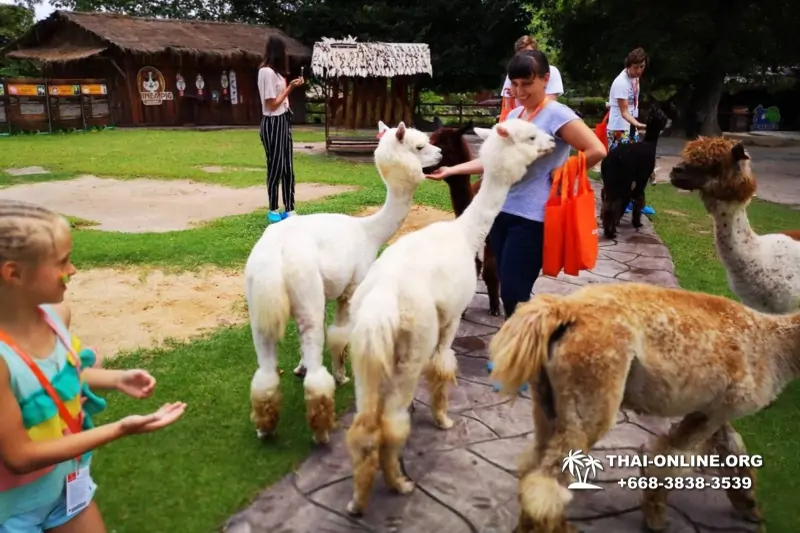 Land of Kings and Alpaca Park excursion Pattaya Thailand - photo 25