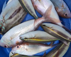 Sea hopping trip 3 Miracle Isles Pattaya excursion photo 226