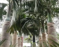 Nong Nooch Tropical Garden Pattaya Thailand guided tour picture 23