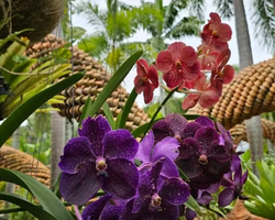 Nong Nooch Tropical Garden Pattaya Thailand guided tour picture 177