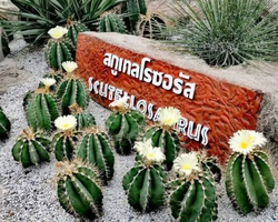 Nong Nooch Tropical Garden Pattaya Thailand guided tour picture 106