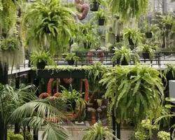 Nong Nooch Tropical Garden Pattaya Thailand guided tour picture 17