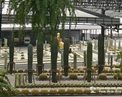 Nong Nooch Tropical Garden Pattaya Thailand guided tour picture 16