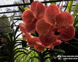 Nong Nooch Tropical Garden Pattaya Thailand guided tour picture 5