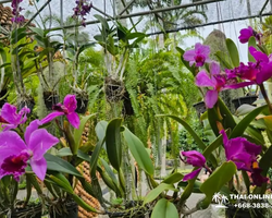 Nong Nooch Tropical Garden Pattaya Thailand guided tour picture 195