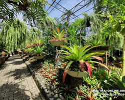 Nong Nooch Tropical Garden Pattaya Thailand guided tour picture 102