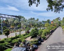Nong Nooch Tropical Garden Pattaya Thailand guided tour picture 211