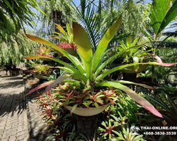 Nong Nooch Tropical Garden Pattaya Thailand guided tour picture 128