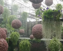 Nong Nooch Tropical Garden Pattaya Thailand guided tour picture 77