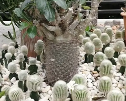 Nong Nooch Tropical Garden Pattaya Thailand guided tour picture 30